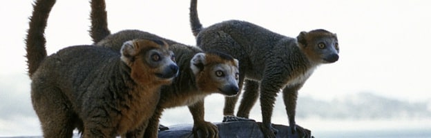 Lemur Communication