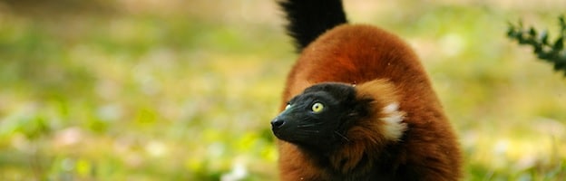 Lemur Conservation