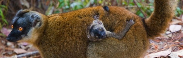 Lemur Reproduction