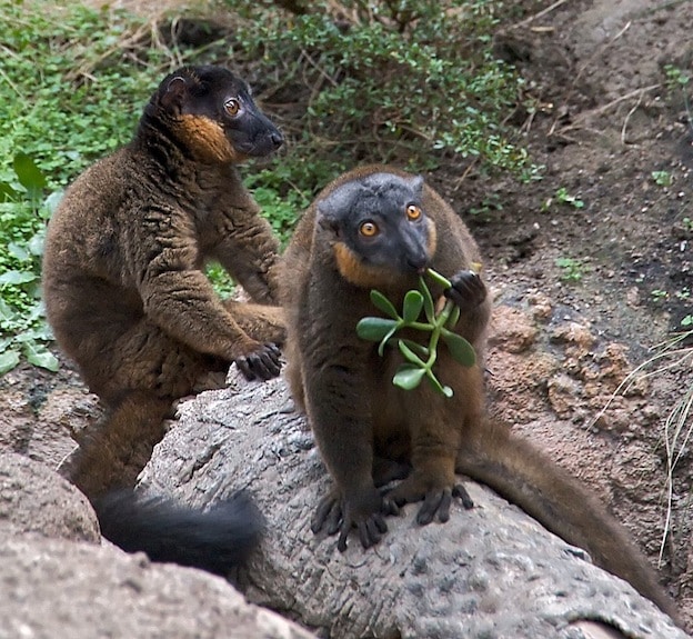 Red-collared brown lemur or red-collared lemur