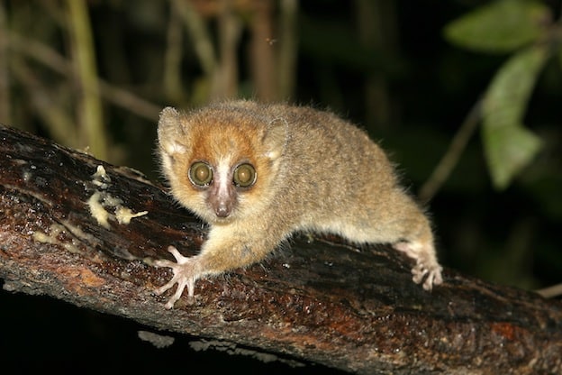 Lesser mouse lemur characteristics