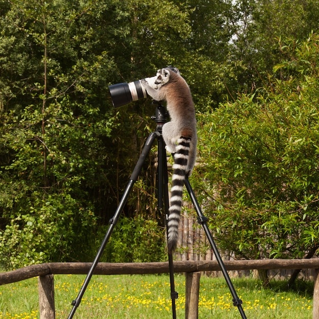 Interesting facts about Ring-Tailed Lemur