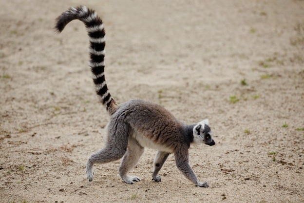 Ring-Tailed Lemur characteristics