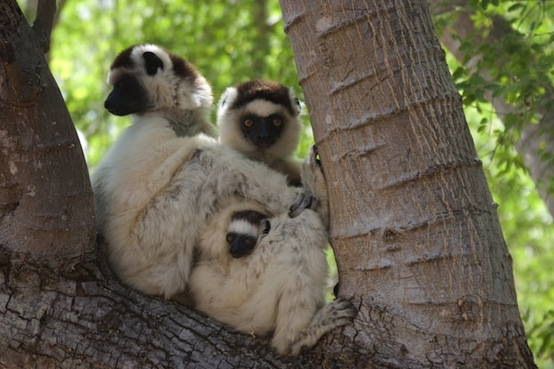 Information about Verreaux's sifaka