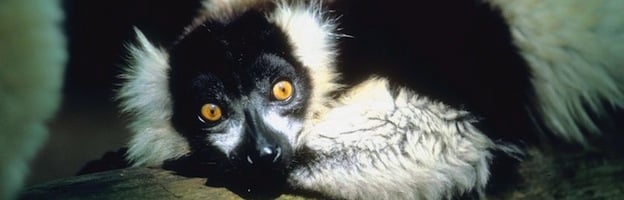 Lemur Anatomy