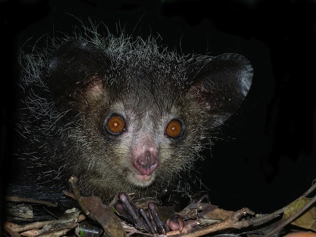 Aye aye, the world's largest nocturnal primate