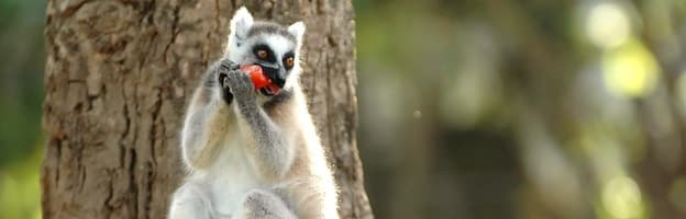 Lemur Feeding
