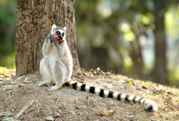 What do lemurs eat?