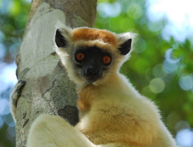Golden Crowned Sifaka characteristics