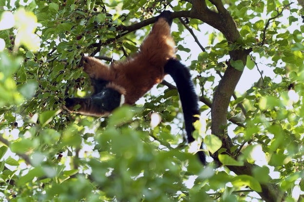 Lemur Habitat and Distribution