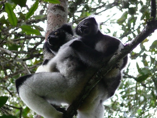 Indri Lemur, the largest lemur species