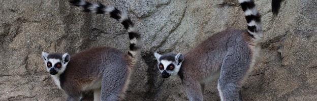 Lemurs in Popular Culture