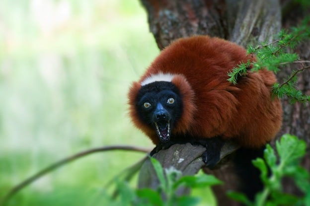 Red Ruffed Lemur, and endangered species
