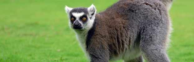 Lemur Senses