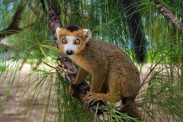 Lemur Species Overview
