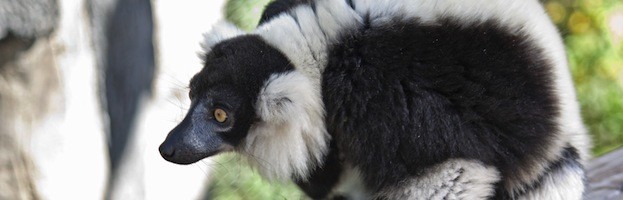 Lemur Species