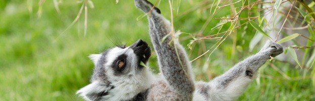 Lemur Use of Tools